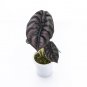 ALOCASIA CUPREA