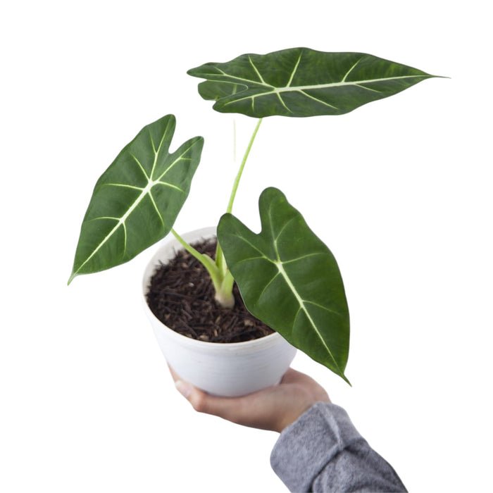 ALOCASIA FRYDEK