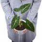 ALOCASIA FRYDEK