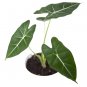 ALOCASIA FRYDEK