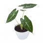 ALOCASIA FRYDEK