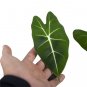 ALOCASIA FRYDEK