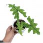 ALOCASIA JACKLYN