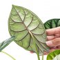 ALOCASIA DRAGON SCALE BORNEO - BAGINDA