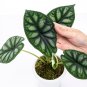 ALOCASIA DRAGON SCALE BORNEO - BAGINDA