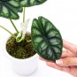 ALOCASIA DRAGON SCALE BORNEO - BAGINDA