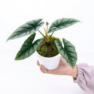 ALOCASIA REVERSA