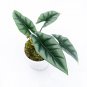 ALOCASIA REVERSA