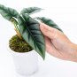 ALOCASIA REVERSA