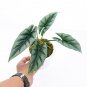 ALOCASIA REVERSA
