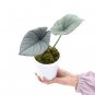 ALOCASIA REGINAE