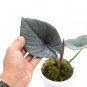 ALOCASIA REGINAE