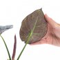 ALOCASIA REGINAE