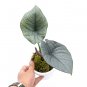 ALOCASIA REGINAE