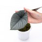 ALOCASIA REGINAE