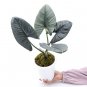 ALOCASIA REGINAE