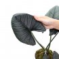 ALOCASIA REGINAE