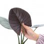 ALOCASIA REGINAE