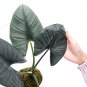 ALOCASIA REGINAE