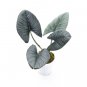 ALOCASIA REGINAE
