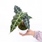 ALOCASIA POLLY