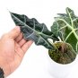 ALOCASIA POLLY