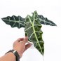 ALOCASIA POLLY