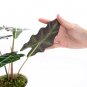 ALOCASIA POLLY