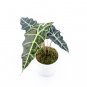 ALOCASIA POLLY