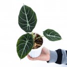 ALOCASIA BLACK VALVET .