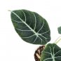 ALOCASIA BLACK VALVET .