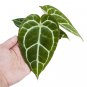 ANTHURIUM CHRYSTALINUM RED free phytosanitary`