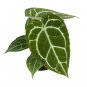 ANTHURIUM CHRYSTALINUM RED free phytosanitary`
