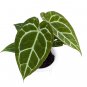 ANTHURIUM CHRYSTALINUM RED free phytosanitary`