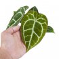 ANTHURIUM CHRYSTALINUM RED free phytosanitary`