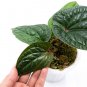 ANTHURIUM RADICANS free phytosanitary`