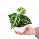 ANTHURIUM CRYSTALLINUM free phytosanitary`