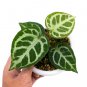 ANTHURIUM CRYSTALLINUM free phytosanitary`