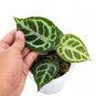 ANTHURIUM CRYSTALLINUM free phytosanitary`