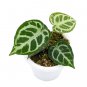ANTHURIUM CRYSTALLINUM free phytosanitary`