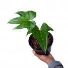 ANTHURIUM PEDATORADIATUM free phytosanitary`