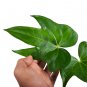 ANTHURIUM PEDATORADIATUM free phytosanitary`