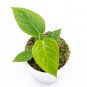 ANTHURIUM VEITCHII free phytosanitary`