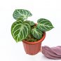 ANTHURIUM DORAYAKI free phytosanitary`