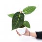 ANTHURIUM PAPILAMINUM X MAGNIFICUM free phytosanitary`