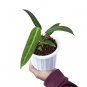 ANTHURIUM WAROCQUEANUM free phytosanitary`