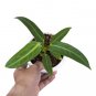 ANTHURIUM WAROCQUEANUM free phytosanitary`