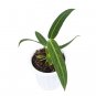 ANTHURIUM WAROCQUEANUM free phytosanitary`