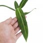 ANTHURIUM WAROCQUEANUM free phytosanitary`