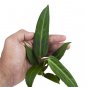 ANTHURIUM WAROCQUEANUM free phytosanitary`